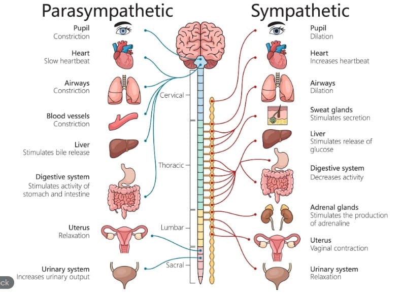 交感神経と副交感神経の働きをイメージした図