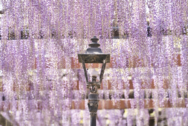 色鮮やかな藤とつつじの花が咲く庭園