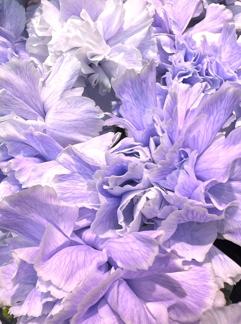 香り豊かなラベンダーの花束