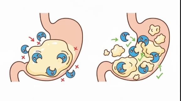 生の卵白と加熱された卵白の消化の違いを示す比較イラスト。生卵は消化酵素の働きを阻害するため、消化されにくい。