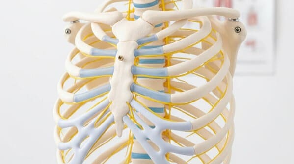 肋骨と肋間神経の解剖学的な模型。肋間神経痛が起こる部位の解説。