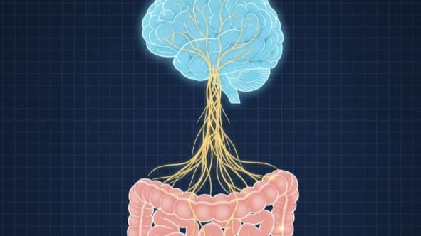 脳と腸が神経でつながっている医学的イラスト、脳腸相関のメカニズムを示す図解